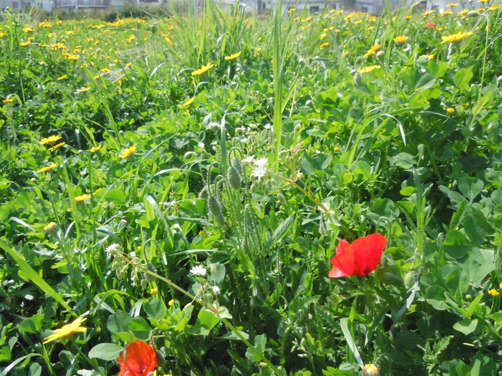 Papaver rhoeas